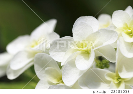 カシワバアジサイ 22585053