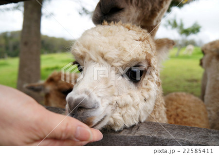 アルパカ　餌やり　オーストラリア 22585411
