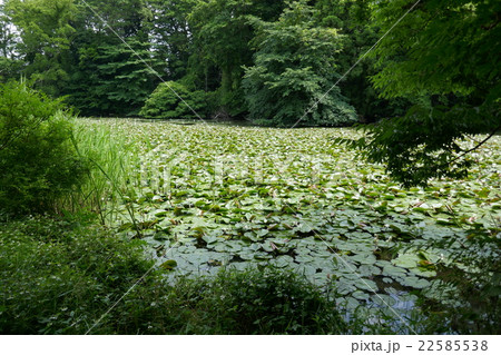 石神井公園の睡蓮 22585538
