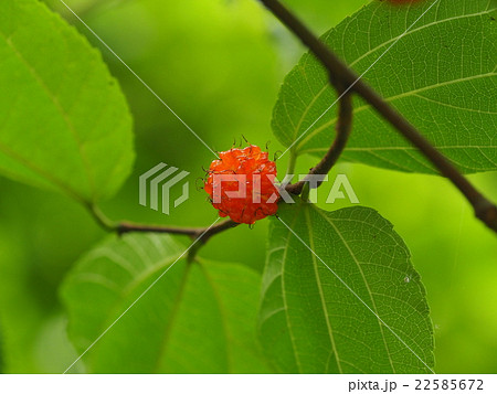 ヒメコウゾの実 ヒメコウゾの実 22585672