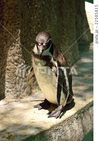 フンボルトペンギン 22585815