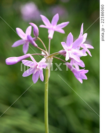 ツルバキア（瑠璃二文字） 22586060