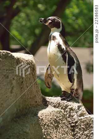 フンボルトペンギン 22586083