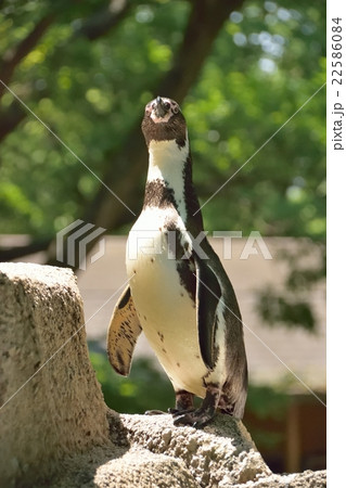 フンボルトペンギン 22586084