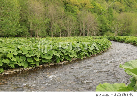 ラワン蕗観賞圃場の成長中のラワン蕗（2016年5月 22586346
