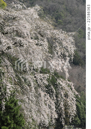 島根県　吉賀町　むいかいち温泉ゆらら近く　枝垂れ桜 22586363