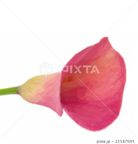 Pink Calla lilly 22587095