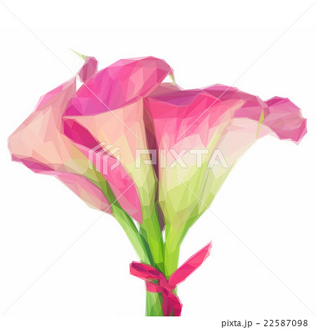 Pink Calla lilly 22587098