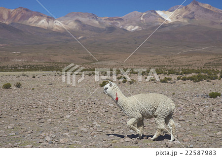 Alpaca on the Altiplano Alpaca on the Altiplano 22587983