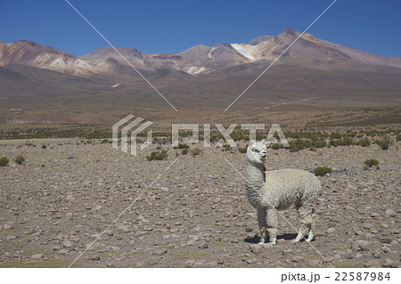Alpaca on the Altiplano 22587984