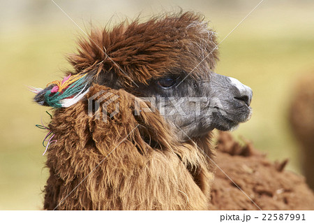 Portrait of an Alpaca Portrait of an Alpaca 22587991