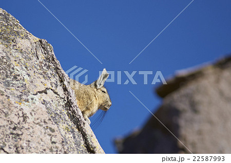 Mountain Viscacha 22587993