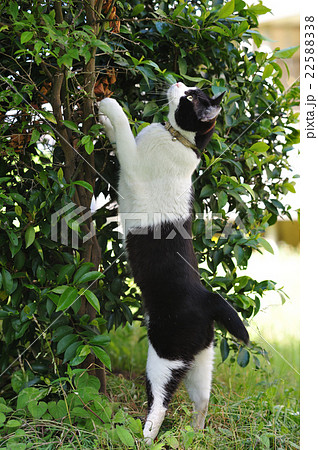 木の上の獲物を狙う猫 22588338