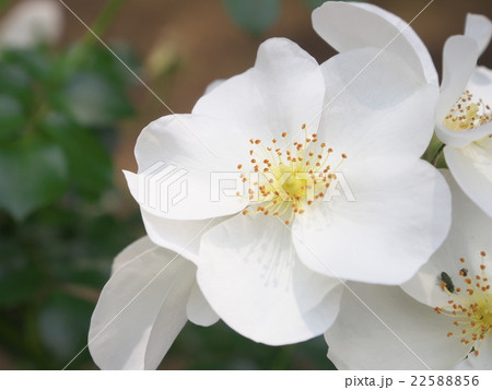 白い花 白い花 22588856