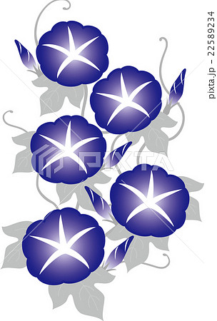 朝顔 夏の花 藍のイラスト素材