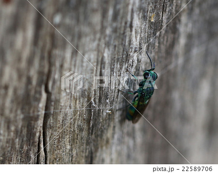 ムツバセイボウ ムツバセイボウ 22589706