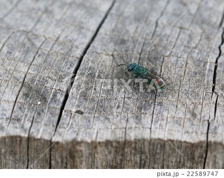 ムツバセイボウ 22589747