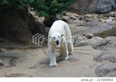 人気者のシロクマ 22589868