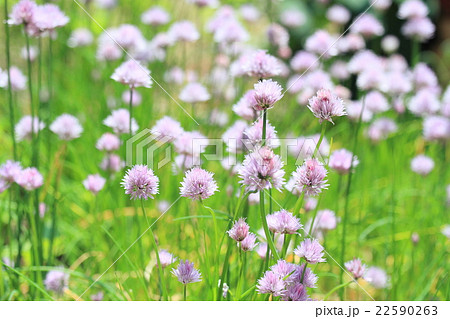 チャイブの花 22590263