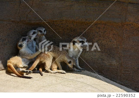 動物園のミーアキャット 22590352