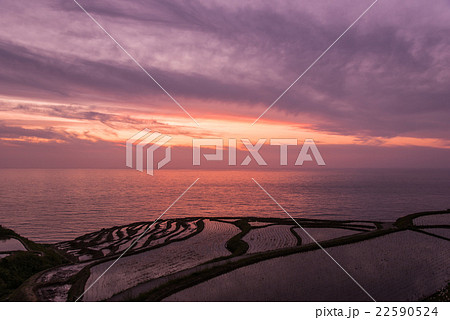 能登半島 輪島白米の千枚田の夕景 能登半島 輪島白米の千枚田の夕景 22590524