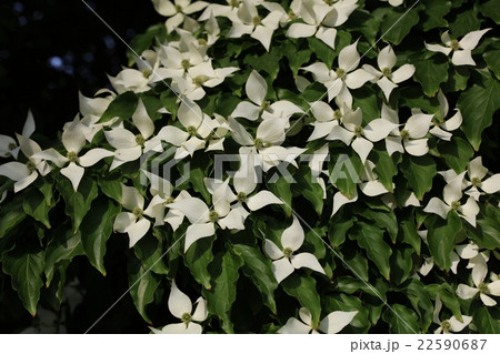 山法師 山法師 22590687