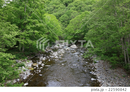 雑魚川と清流 22590842