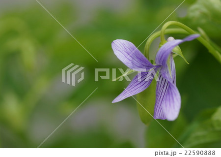薄紫の花 22590888
