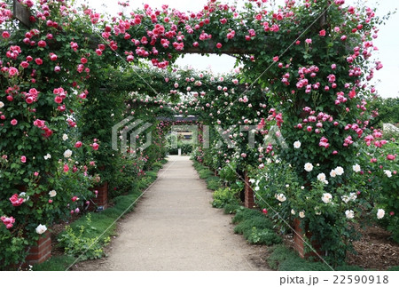 バラのパーゴラ 22590918