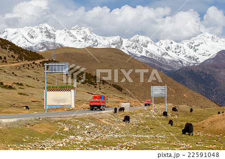 A herd of yaks graze and truck on the road 22591048