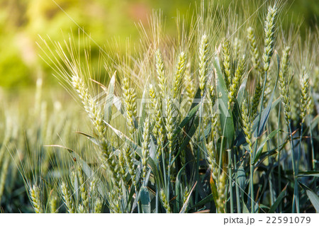 Barley on sunshine day at Danba Village Barley on sunshine day at Danba Village 22591079