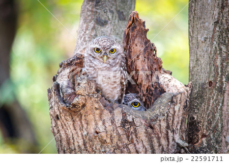 Little Owls in a hollow tree 22591711