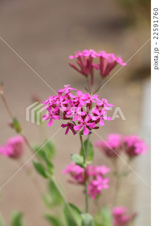 ムシトリナデシコ(コマチソウ) ムシトリナデシコ(コマチソウ) 22591760