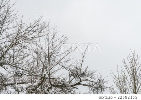 Trees with snow Trees with snow 22592155