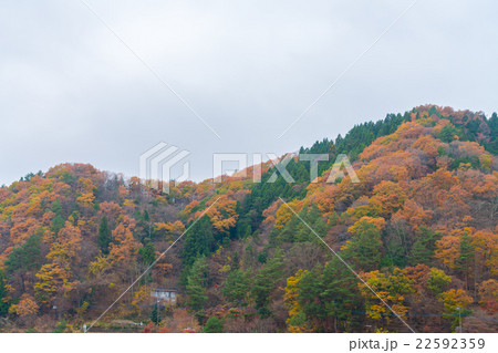 Beautiful Colorful Autumn Leaves Beautiful Colorful Autumn Leaves 22592359