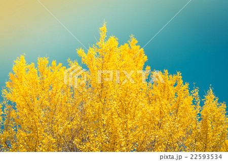Beautiful Colorful Autumn Leaves 22593534