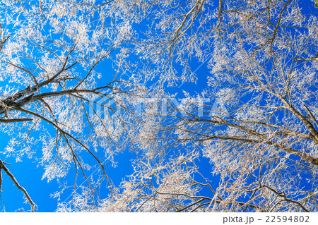 Frozen trees in winter with blue sky Frozen trees in winter with blue sky 22594802