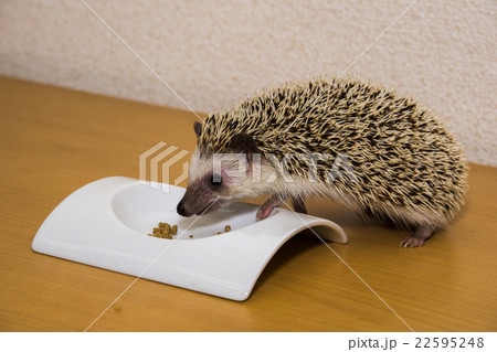 餌を食べるハリネズミの写真素材