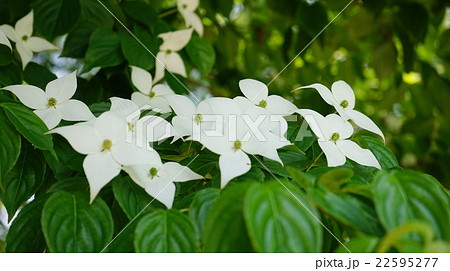 ヤマボウシ　白花 22595277