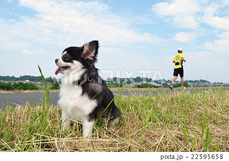 河川敷でランナーとすれ違うチワワ 22595658