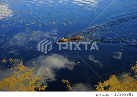 ヌートリア 22595885