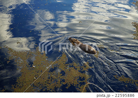 ヌートリア 22595886