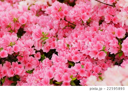 ピンクの花 22595893