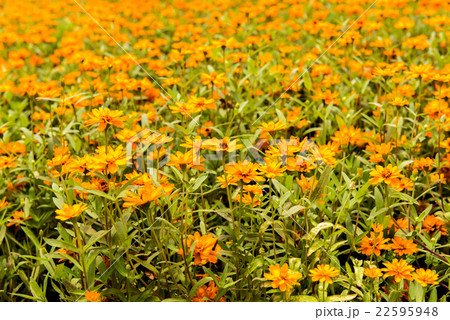 Narrowleaf Zinnia field ,yellow flowers Narrowleaf Zinnia field ,yellow flowers 22595948