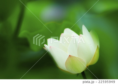 蓮の花 蓮の花 22595949