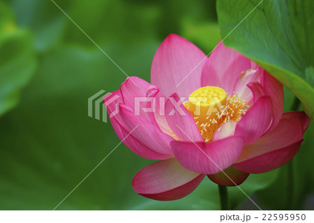 蓮の花 蓮の花 22595950