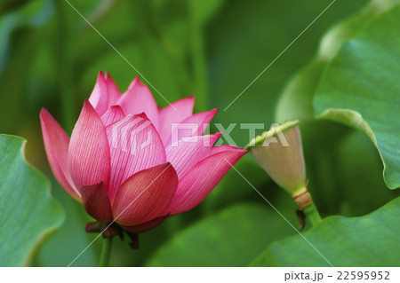 蓮の花 22595952