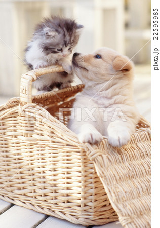 仲良し仔猫と仔犬 22595985