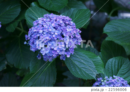 渦紫陽花ウズアジサイ　お多福と呼ばれることもあります。 22596006