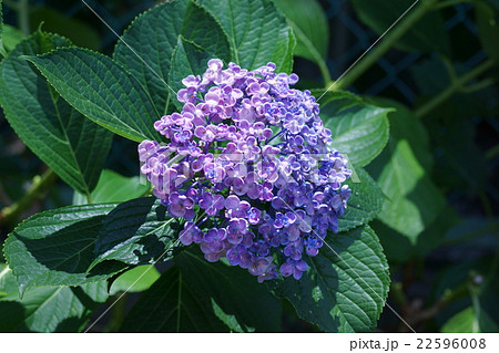 渦紫陽花ウズアジサイ　お多福と呼ばれることもあります。 22596008